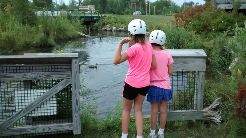 feeding the fish at oden state fish hatchery